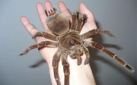 世界上最大的蜘蛛：亚马逊巨人食鸟蛛