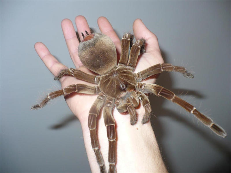 亚马逊巨人食鸟蛛是世界上最大的蜘蛛