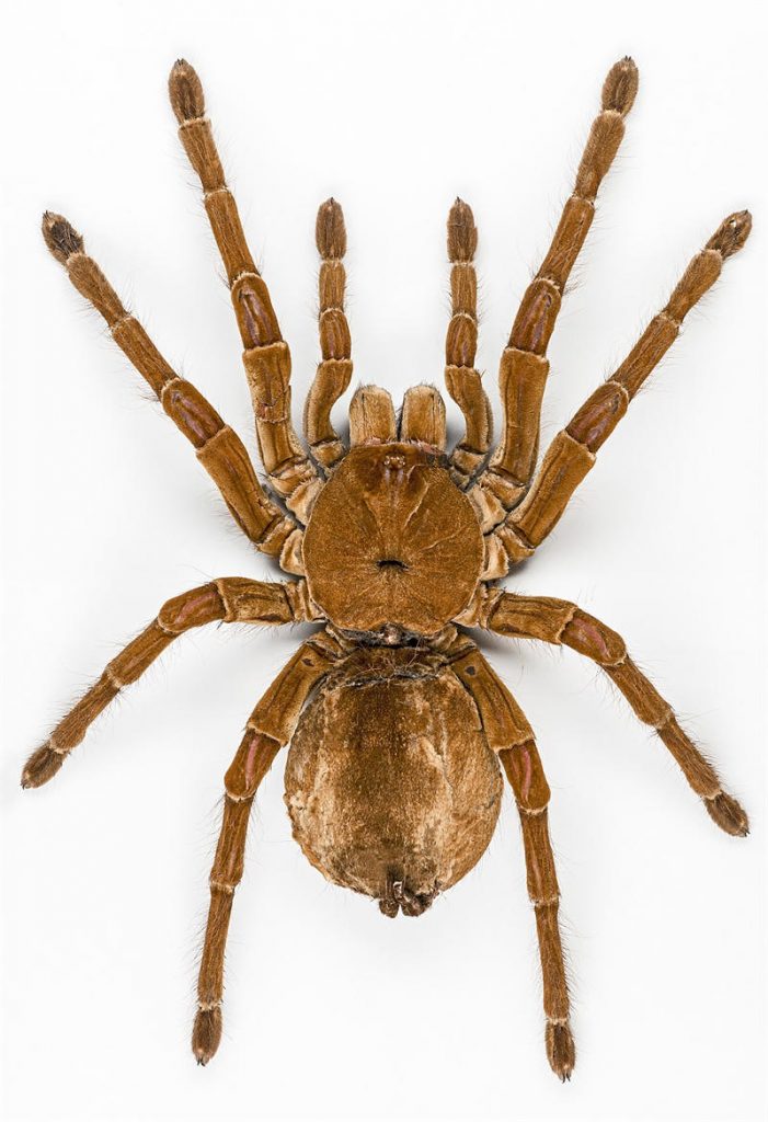 亚马逊巨人食鸟蛛看起来很恐怖，但是实际上它们都是一些机会主义者，并不是凶猛的猎食者