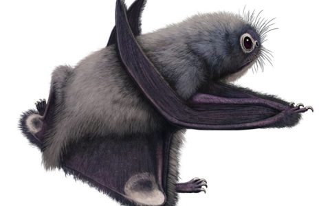 蛙嘴翼龙：侏罗纪时的可爱小翼龙