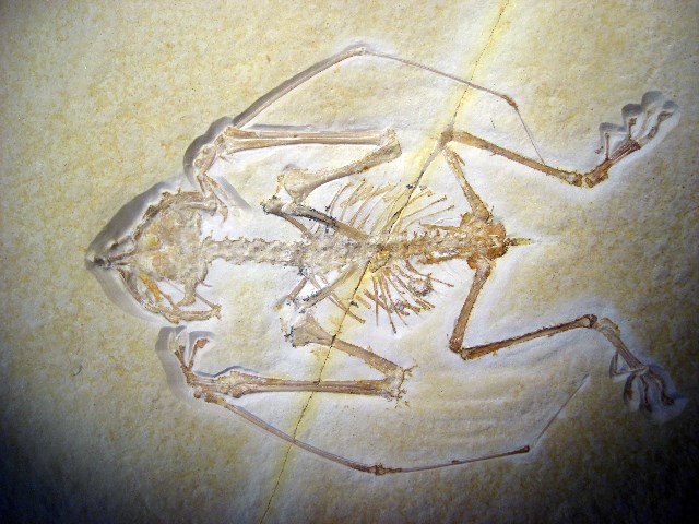 石灰岩板上的蛙嘴翼龙化石标本