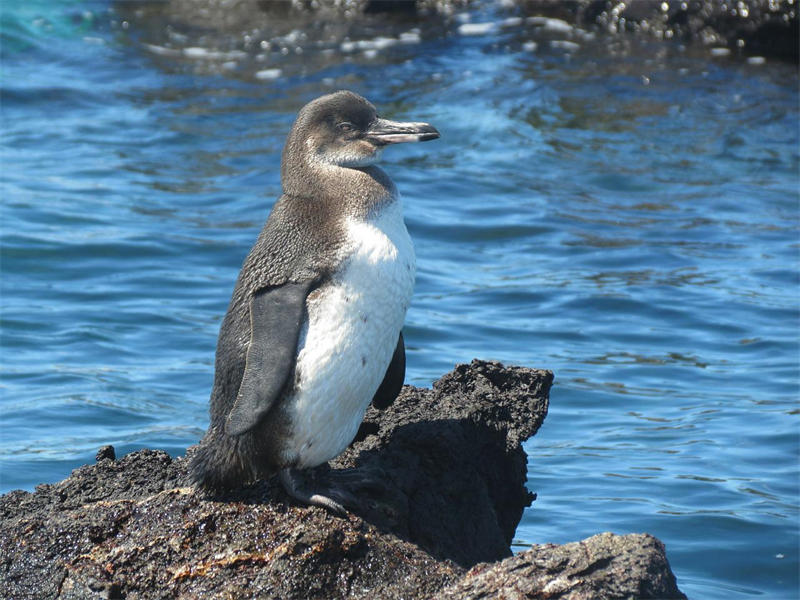 加拉帕戈斯企鹅是唯一一种生活在热带和北半球的企鹅