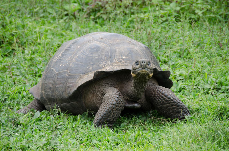 加拉帕戈斯巨龟是地球上最大的陆龟