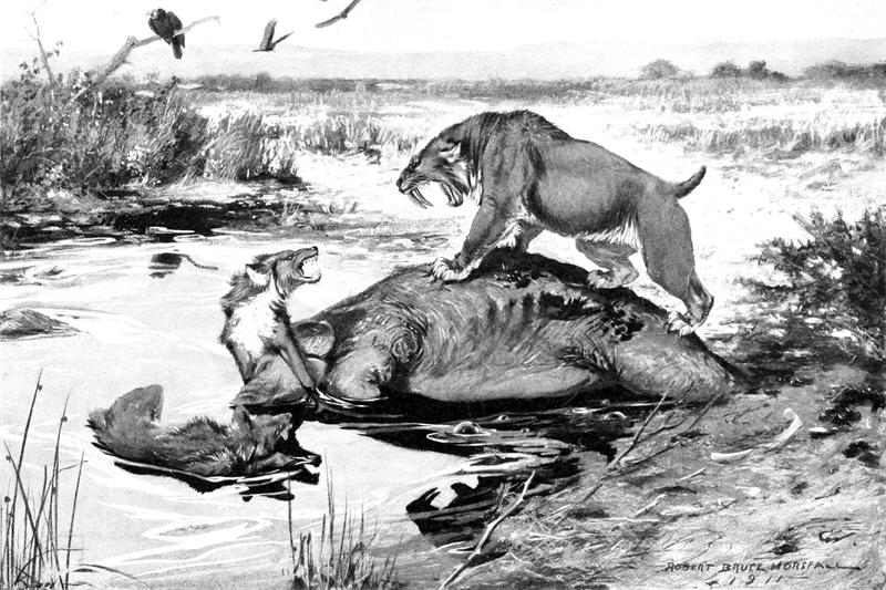 剑齿虎捕猎图片，剑齿虎需要先用强壮的前肢制服猎物，然后再用长长的犬齿杀死猎物