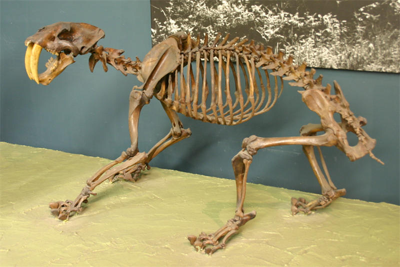 剑齿虎的骨骼化石图片