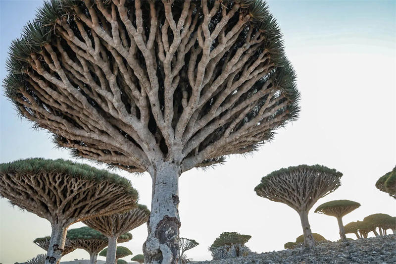 长得像撑开的伞的索科特拉岛龙血树，从下面看又有点像是巨大的蘑菇