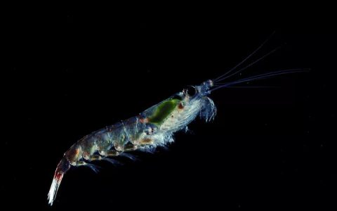 磷虾的生命周期和作用