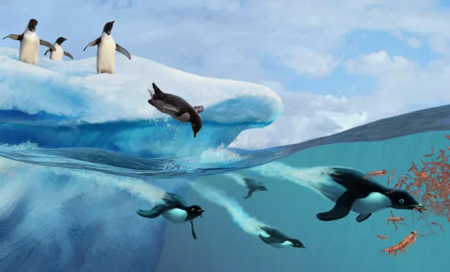 企鹅、鲸鱼和其他南极动物以磷虾为主要食物来源