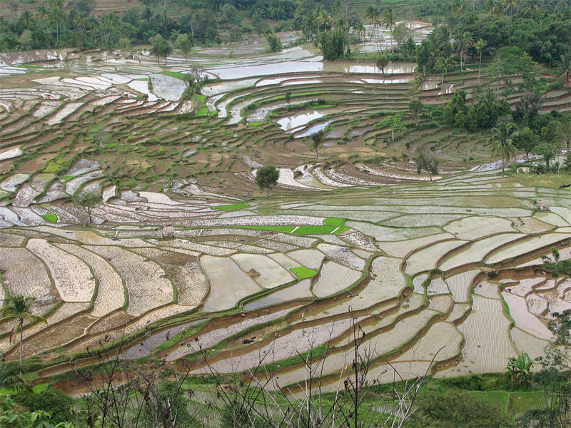 苏门答腊岛上人口众多，很多地方都被开发成了耕地，上图是苏门答腊岛上的梯田