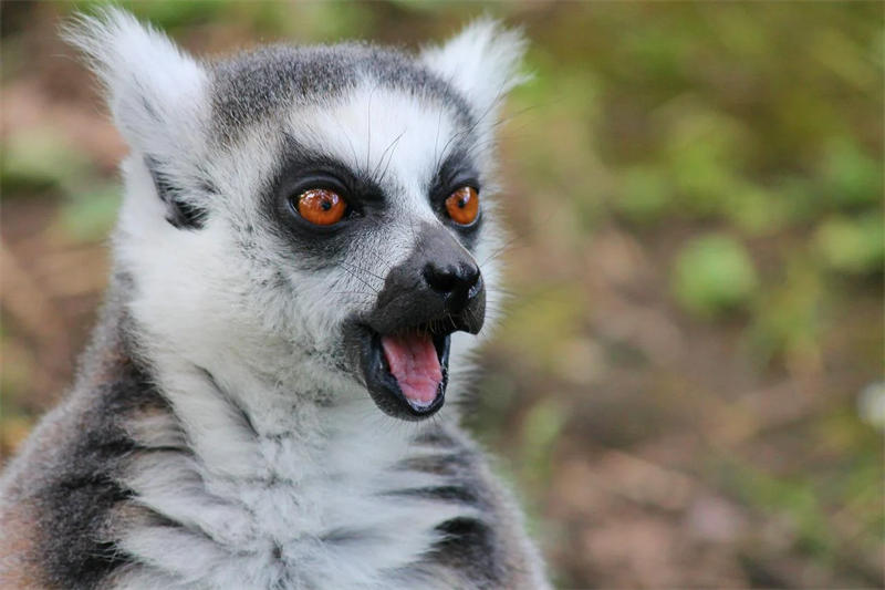 马达加斯加岛上的独有原始灵长动物——狐猴