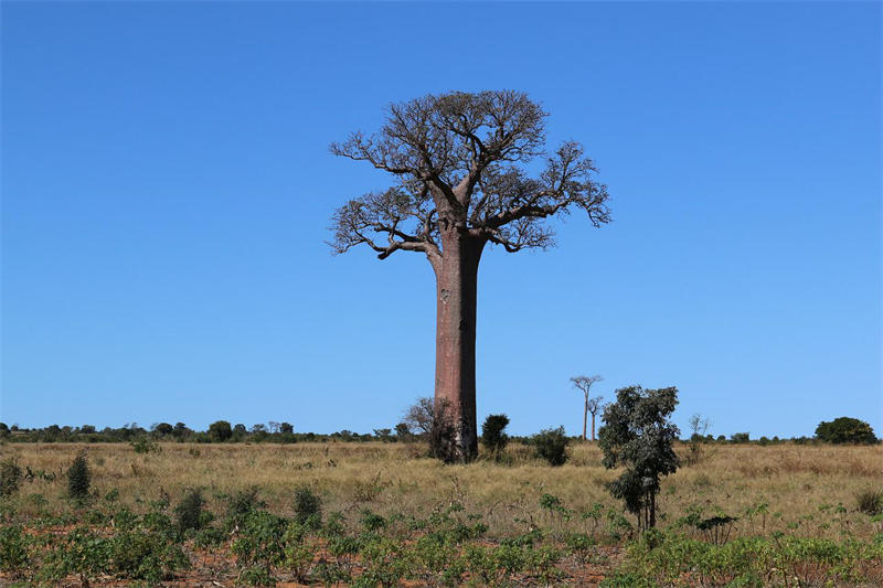 马达加斯加岛上的猴面包树