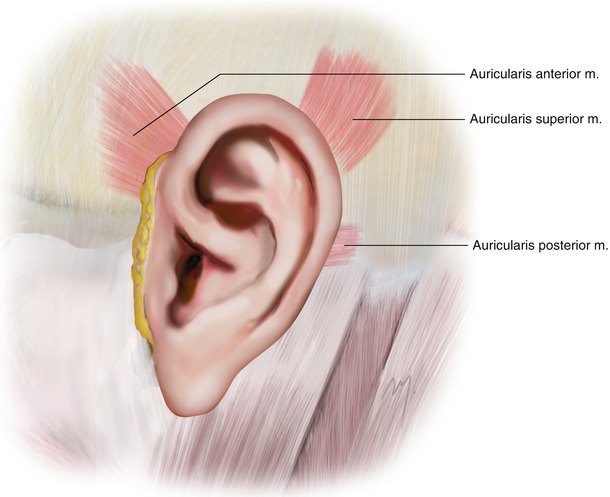 的人类耳朵只有3块肌肉——耳廓上肌、耳廓前肌和耳廓后肌