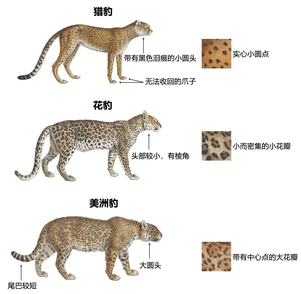一张图分清猎豹、花豹和美洲豹