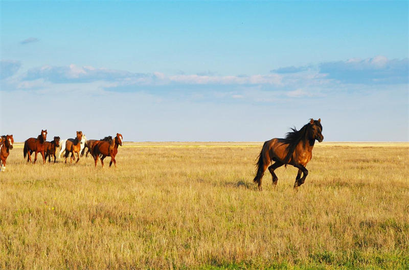 哈萨克斯坦大部分面积都是牧场