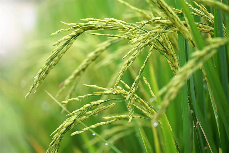 水稻是世界上最重要的粮食作物，养活了全球一半的人口