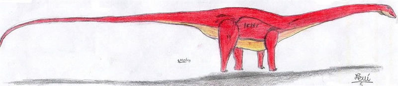 易碎极巨龙（Maraapunisaurus）图片