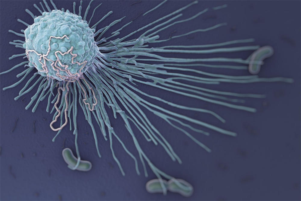 巨噬细胞是免疫系统白细胞的一种