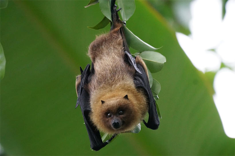 蝙蝠的听力也非常强，是听力最强的哺乳动物之一