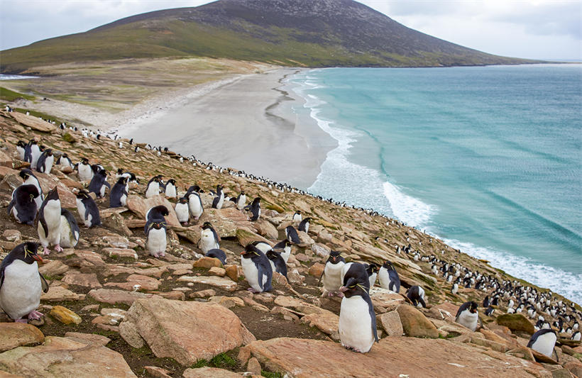 马尔维纳斯群岛（福克兰群岛）环境较为恶劣，因为靠近南极，所以上面生活着很多企鹅