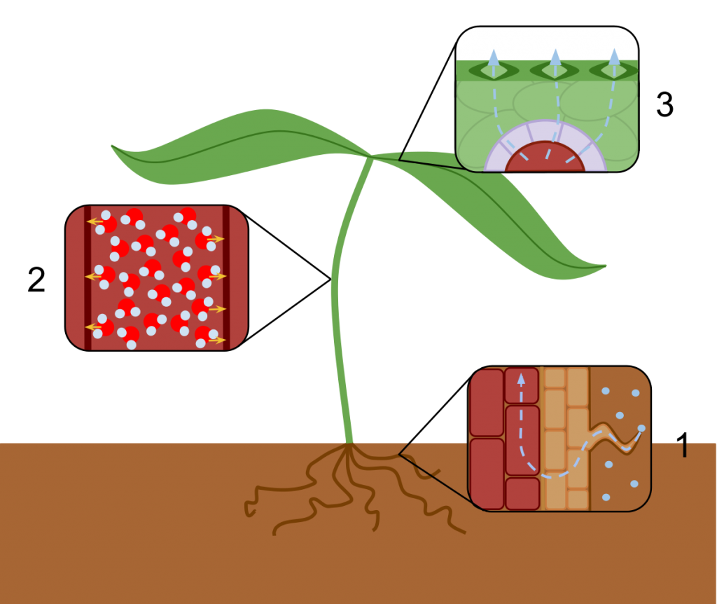 毛细现象在植物蒸腾作用中的作用