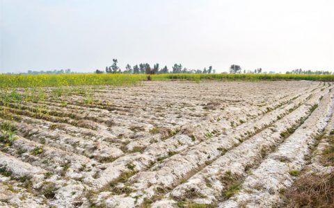 土壤盐碱化的原因和危害有哪些？