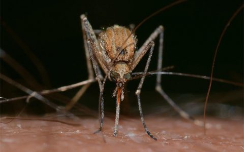 蚊子为什么总能精准的找到我们？