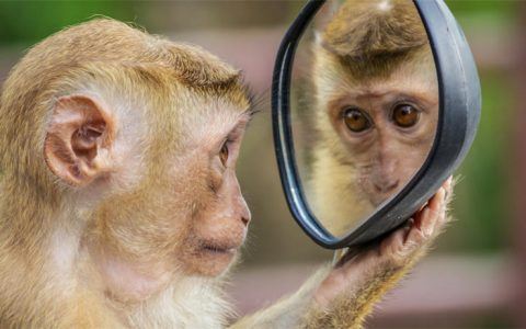 都有哪些动物通过了镜子测试？