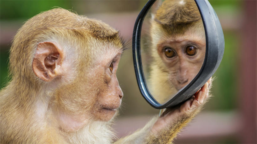 虽然猴子被认为非常聪明，但是其实绝大部分品种的猴子都没有通过镜子测试