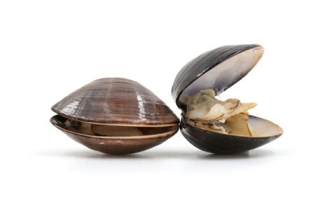 蛤蜊贝壳也能够记录下过去数百年的地球气候变化情况