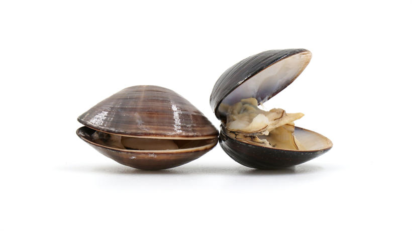 蛤蜊贝壳也能够记录下过去数百年的地球气候变化情况