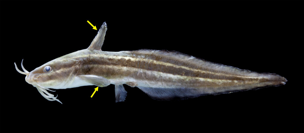 线纹鳗鲶，箭头标示处为其毒刺。