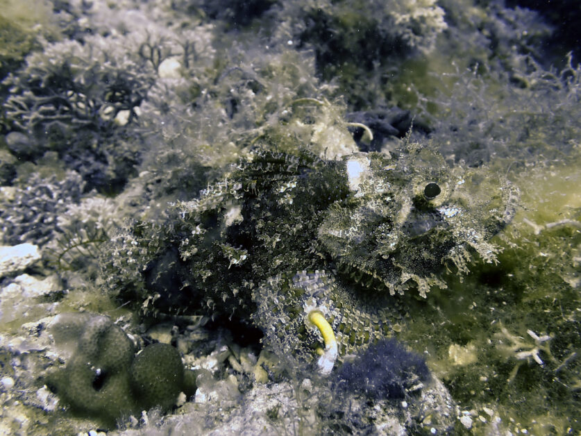 波氏拟鮋。具备良好伪装能力的鮋科鱼类之一,体表具备海藻状之皮瓣。