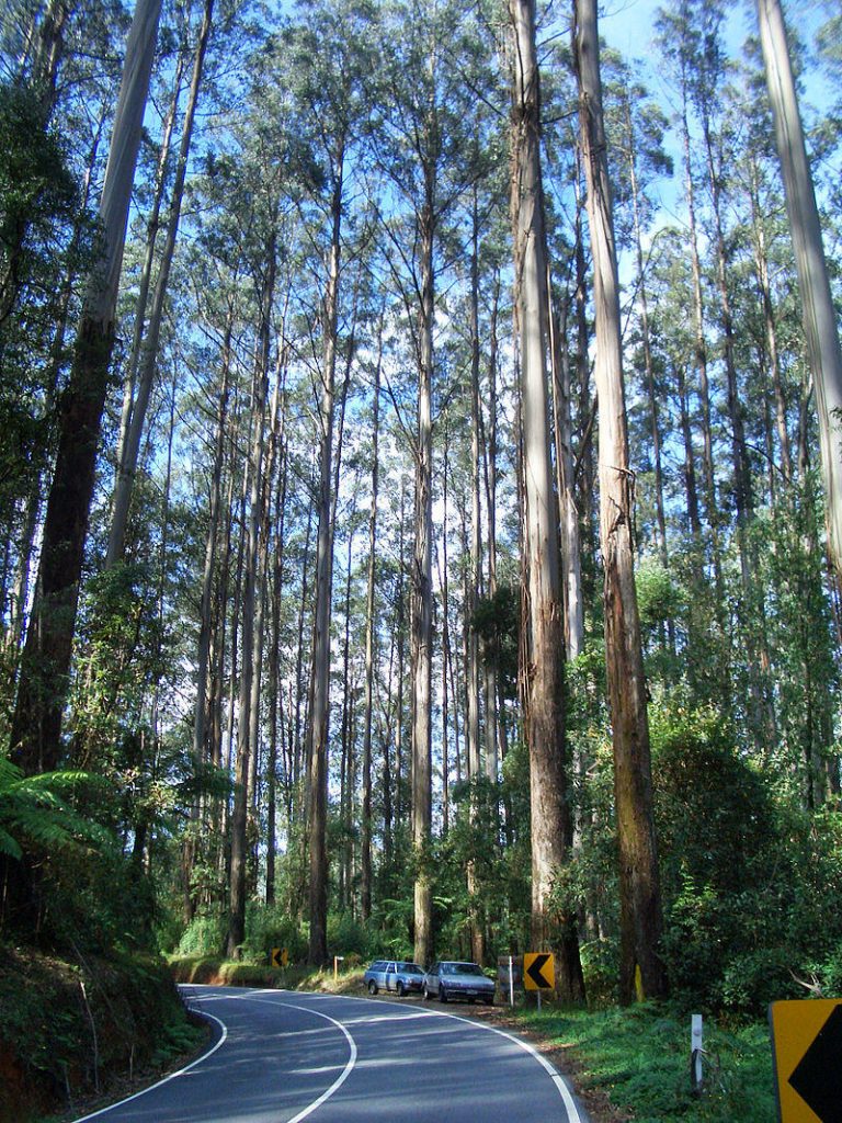 世界上第三高的大树，高度达到了100.5米