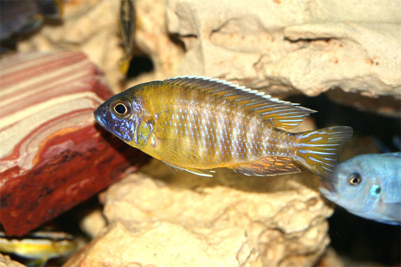 坦噶尼喀湖中的鱼类主要是慈鲷鱼