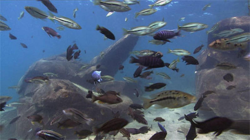 马拉维湖中生活着超过700中慈鲷鱼