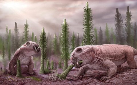 哺乳动物的祖先是如何在二叠纪大灭绝期间幸存下来的？