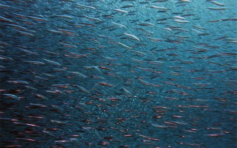 为什么海洋鱼类不能在淡水中生存？反之亦然