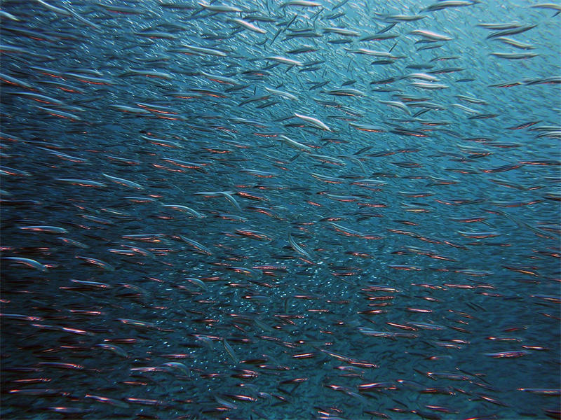 一般情况下，生活在海洋中鱼类和淡水鱼之间是泾渭分明，不进入到对方水体中
