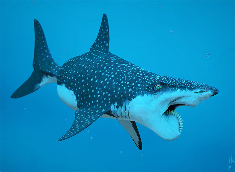 旋齿鲨也是二叠纪时期海洋中的动物，不过它那个看着怪异的牙齿实际上只是用来吃菊石的。