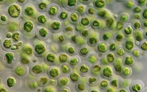什么是浮游植物：不起眼的光合作用的重要参与者