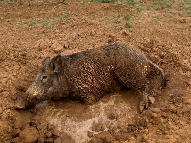 野猪在泥坑中打滚将泥土裹在身上达到防晒防虫的目的