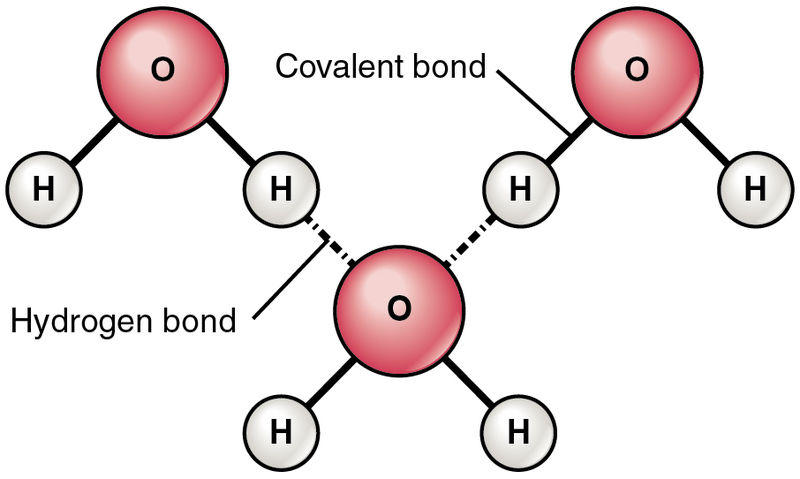 图3：水分子之间的共价键和氢键