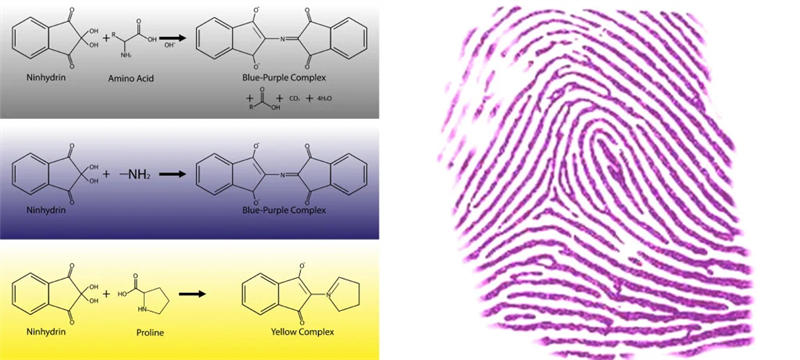 茚三酮喷雾可以通过变成紫色来显示潜在指纹