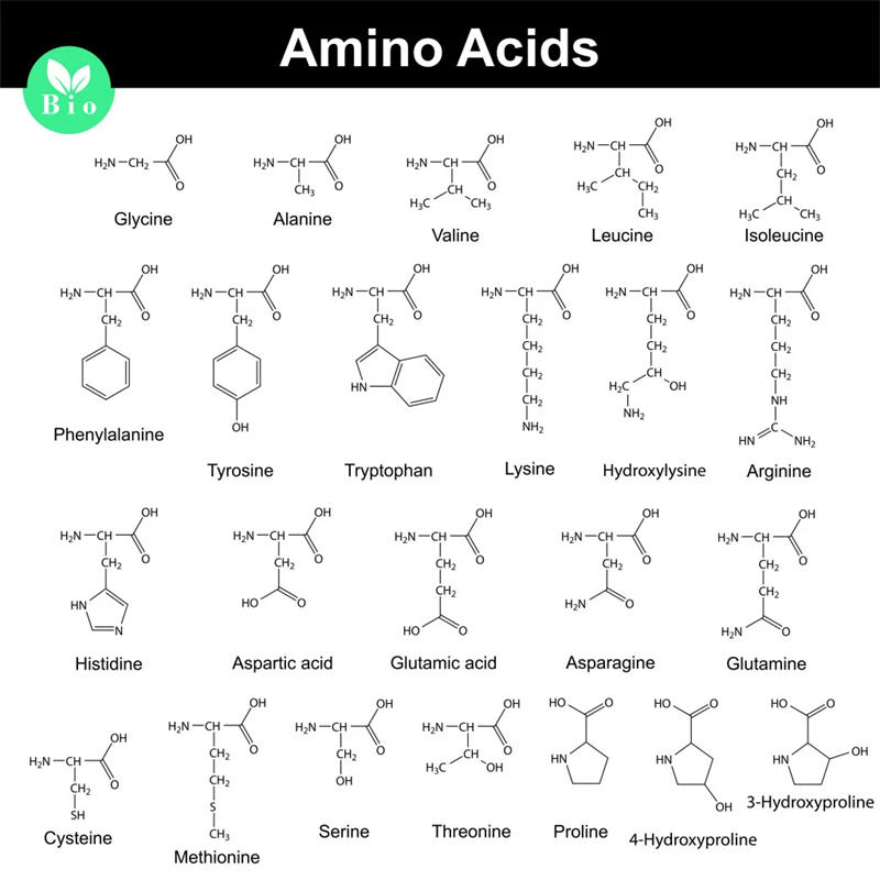 氨基酸列表——由简单有机化合物组成的蛋白质构建块