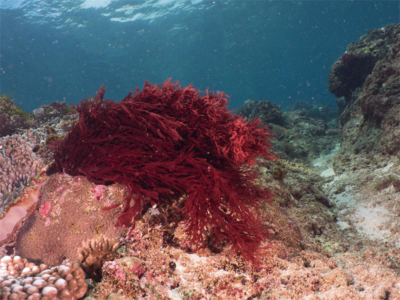 红色的海底植物