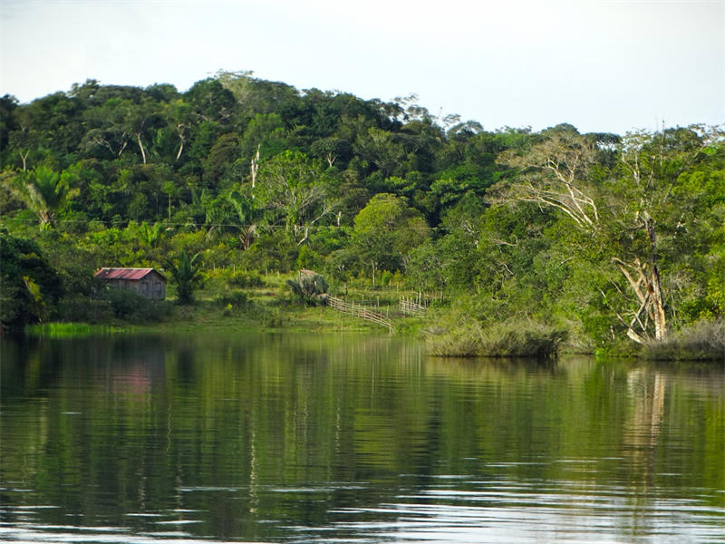 巴西的亚马逊热带雨林