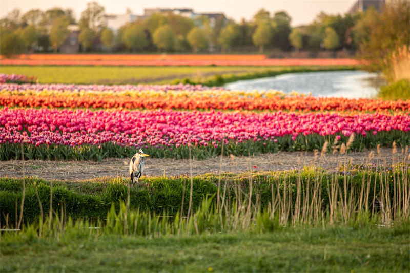 荷兰花卉产业