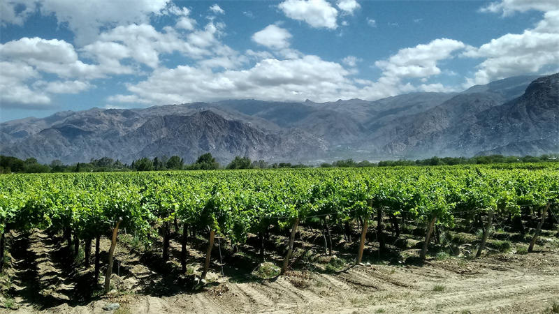 阿根廷的葡萄园种植业