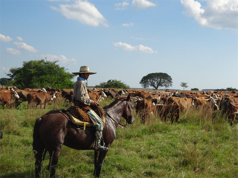 阿根廷的畜牧业特别是养牛业很发达，是世界第四大牛肉生产国