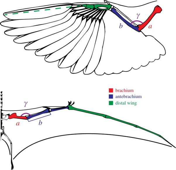 鸟类和翼龙翅膀的结构不同